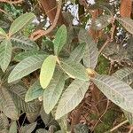 Ozoroa sphaerocarpa Leaf