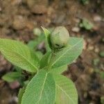 Hydrangea involucrata Leaf