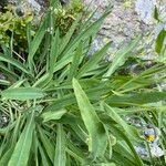 Bupleurum stellatum Leaf