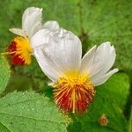 Sparrmannia africana പുഷ്പം