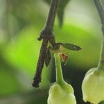 Garcinia kola Fruit