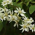 Clematis recta 花