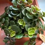 Sedum makinoi Blatt