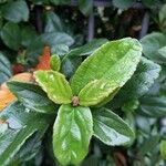 Viburnum suspensum Leaf