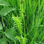 Crepis biennis Leaf