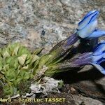 Gentiana terglouensis Hábitos