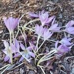 Colchicum lusitanum 花