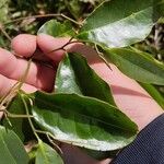 Pera glabrata List