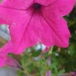 Petunia integrifolia Кветка