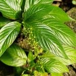 Gonzalagunia hirsuta Leaf