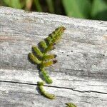 Pedicularis palustris ഇല