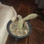 Opuntia aciculata Ліст