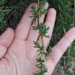 Artemisia campestris Levél