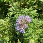 Phacelia congesta Blüte