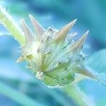 Tribulus terrestris 果