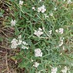 Anaphalis margaritacea Flower