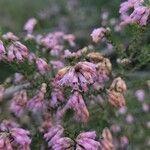 Erica australis Blomma