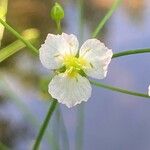 Alisma plantago-aquatica Blüte