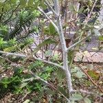 Rubus thibetanus Corteza