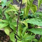 Elsholtzia stauntonii Corteza