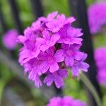 Verbena rigida Kwiat