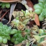 Sedum hirsutum Φρούτο