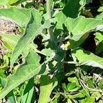 Verbesina encelioides Blatt