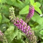 Teucrium hircanicum Flower