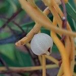 Cassytha filiformis Fruit