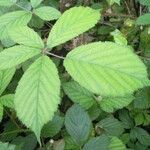 Rubus albionis Blad