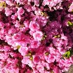 Rhododendron roseum 花