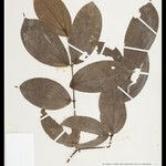Strychnos parviflora Levél