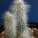 Cleistocactus strausii 形態