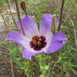 Eustoma exaltatum Cvet