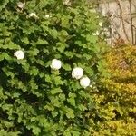 Viburnum macrocephalum Blüte