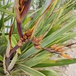 Phormium tenax花