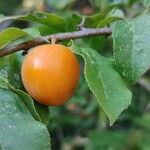 Prunus brigantina Fruit