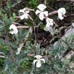 Silene italica Blüte