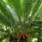 Cycas circinalis Habit