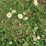 Erigeron annuus Habitat