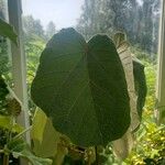Pterospermum acerifolium Hoja