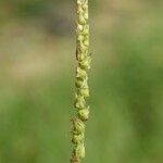 Anthephora cristata Flower