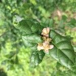 Quercus agrifolia Blomma
