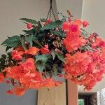 Begonia pendula Yeri