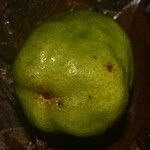 Eugenia wentii Fruit