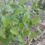 Handroanthus heptaphyllus Folha