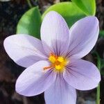 Crocus corsicus Flower