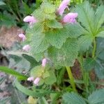 Lamium purpureum Virág