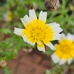 Glebionis coronaria 花