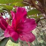 Rhododendron simsiiЦветок